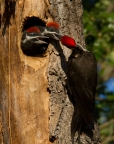 Pileated Woodpecker and chicks at Clear Lake State Park. Photo by Lyle Madeson